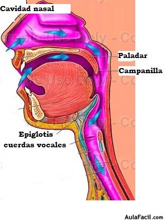epiglotis