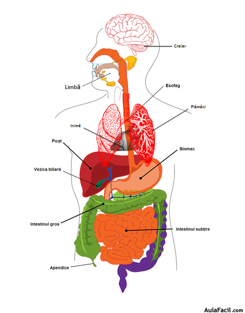 Organe interne